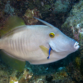 Barred Filefish (<I>Cantherhines dumerilii</I>) being cleaned by a Hawaiian Cleaner Wrasse (<I>Labroides phthirophagus</I>), Sheraton Caverns, Kauai, 2010