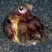 Baby Day Octopus, ~4" (<I>Octopus cyanea</I>), Crescent Beach, Kona, HI, 2009