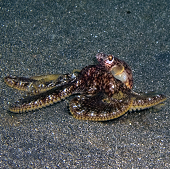 Baby Day Octopus, (<I>Octopus cyanea</I>), Crescent Beach, Kona, HI, 2009