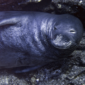 Monk Seal reclining (<I>Monachus schauinslandi</I>, endemic), Pyramid, Niihau, HI, 2010