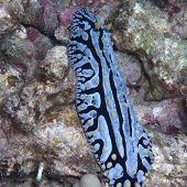 <I>Phyllidia Varicosa</I> Eel Cove, Kona, HI 2009