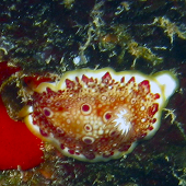 Red Spotted Nudibranch <I>Chromodoris</I> Sp. #1, Sheraton Caverns, Kauai, HI 2010
