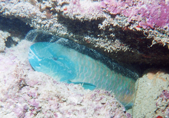 Sleeping Male Bullethead Parrotfish (<I>Chlorurus sordidus</I>, Hawaiian: <I>Uhu)</I>