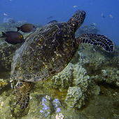 Green Sea Turtle getting cleaned by Goldring Tang (<I>Ctenochaetus strigosus</I>) Tunnels, Kauai, 2010
