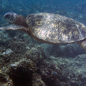 Green Sea Turtle, Pali Ke Kua, Kauai, 2008