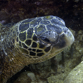 Green Sea Turtle, Three Fingers, Kauai, 2010